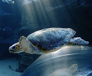 Become a Sea Turtle Rescuer with Two Oceanâ€™s Aquarium
