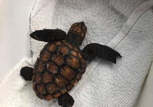 Sea Turtle Hatching - Contact APSS