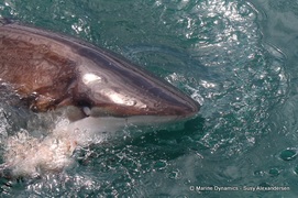 Daily Blog: 07 March 2022 | Shark Cage Diving in South Africa