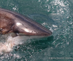 Daily Blog: 07 March 2022 | Shark Cage Diving in South Africa