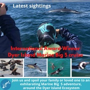 Next Dyer Island Marine Big 5 Tour: 9 March 2022