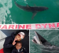 Next Marine Dynamics Shark Cage Diving Trip: 10 March 2022