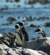 Next Dyer Island Marine Big 5 Tour: 10 March 2022