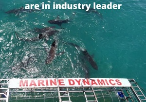 Next Marine Dynamics Shark Cage Diving Trip: 11 + 12Â March 2022