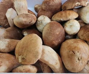 Fresh Porcini Funghi Mushrooms