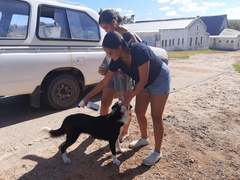 Animal Wellness Clinic