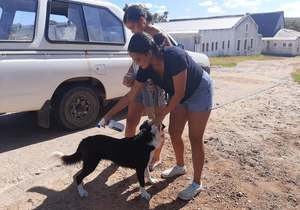 Animal Wellness Clinic