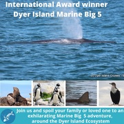 Next Dyer Island Marine Big 5 Tour: 15 March 2022