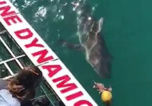 Next Marine Dynamics Shark Cage Diving Trip: 15 March 2022