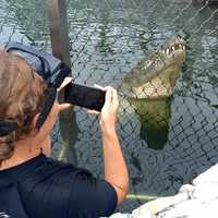 Crocodile Pond Tours - Afrikanos - Xplorioâ„¢ Gansbaai 