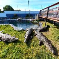 Crocodiles - Afrikanos - Xplorioâ„¢ Gansbaai 