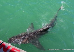 Daily Blog: 14 March 2022 | Shark Cage Diving in South Africa