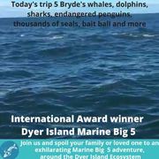 Next Dyer Island Marine Big 5 Tour: 16 March 2022