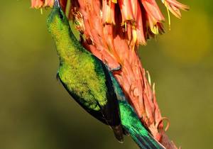 Birding in the Overberg