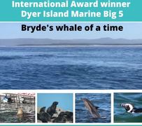 Next Dyer Island Marine Big 5 Tour: 17 March 2022