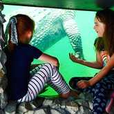 Kiddies Friendly - Afrikanos - Xplorioâ„¢ Gansbaai 