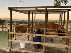 New Milking Shed