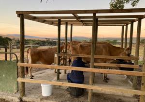 New Milking Shed