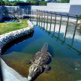 Crocodile Pond - Afrikanos -  Xplorioâ„¢ Gansbaai 