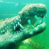 Croc-diving & Viewing Experiences - Afrikanos -  Xplorioâ„¢ Gansbaai 
