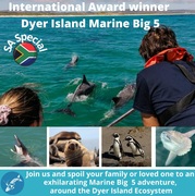 Next Dyer Island Marine Big 5 Tour: 19Â March 2022