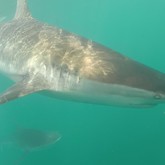 Sharks - White Shark Projects - Xplorioâ„¢ Gansbaai