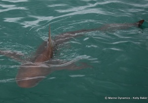 Daily Blog: 22 March 2022 | Shark Cage Diving in South Africa