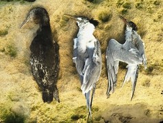 Marine Bird Alert:Â Sick and Dying Birds