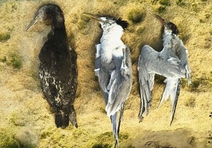 Marine Bird Alert:Â Sick and Dying Birds