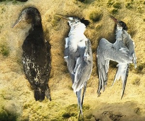 Marine Bird Alert:Â Sick and Dying Birds