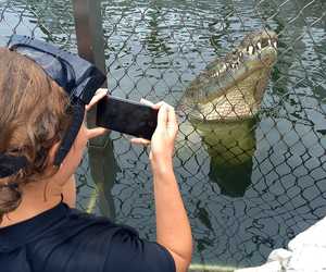 Crocodile Diving and Tours