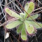 Caledon Wild Flower Garden - Xplorioâ„¢ Caledon