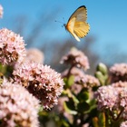 Caledon Wild Flower Garden - Xplorioâ„¢ Caledon