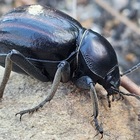 Caledon Wild Flower Garden - Xplorioâ„¢ Caledon