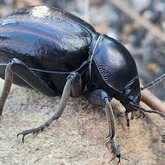 Caledon Wild Flower Garden - Xplorioâ„¢ Caledon