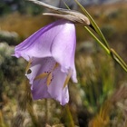 Caledon Wild Flower Garden - Xplorioâ„¢ Caledon