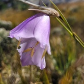 Caledon Wild Flower Garden - Xplorioâ„¢ Caledon