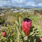 Caledon Wild Flower Garden - Xplorioâ„¢ Caledon