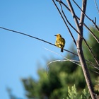 Caledon Wild Flower Garden - Xplorioâ„¢ Caledon