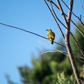 Caledon Wild Flower Garden - Xplorioâ„¢ Caledon