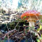 Caledon Wild Flower Garden - Xplorioâ„¢ Caledon