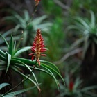 Caledon Wild Flower Garden - Xplorioâ„¢ Caledon