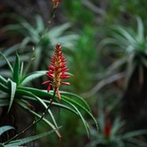 Caledon Wild Flower Garden - Xplorioâ„¢ Caledon