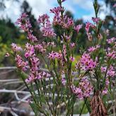 Caledon Wild Flower Garden - Xplorioâ„¢ Caledon