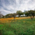 Caledon Wild Flower Garden - Xplorioâ„¢ Caledon