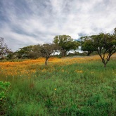 Caledon Wild Flower Garden - Xplorioâ„¢ Caledon