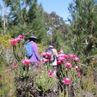 Caledon Wild Flower Garden - Xplorioâ„¢ Caledon