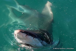 Daily Blog: 28 March 2022 | Shark Cage Diving in South Africa