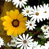 Caledon Wild Flower Garden - Xplorioâ„¢ Caledon