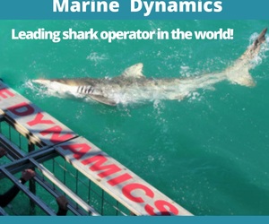 Next Marine Dynamics Shark Cage Diving Trip: 1 April 2022